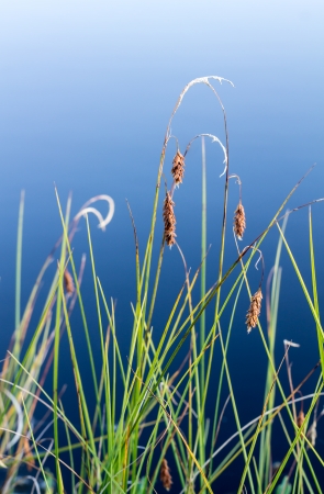 Mud sedge growing on a lakefrontの写真素材