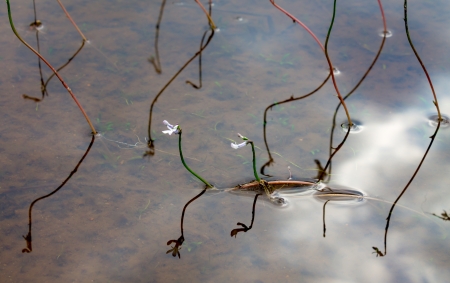 Water Lobelia growing on a sandy bottom of Lake SuomunjÃ¤rviの写真素材