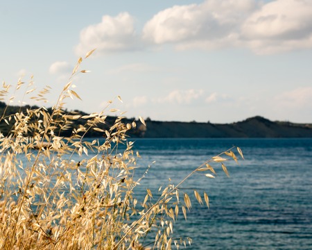 Dried hays at seaside in Zakynthos, Greeceの写真素材