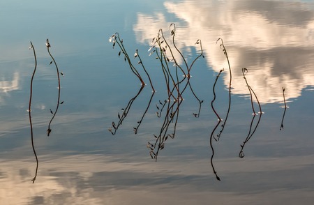 Water lobelias growing in shallow water with sky reflecting from water surfaceの写真素材