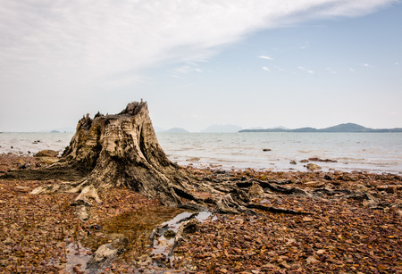 HDR photo of an old stump at shallow shore in Thailandの写真素材