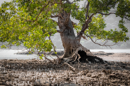 an old tree with a large hole at a shallow seaside during low tide in Thailand.