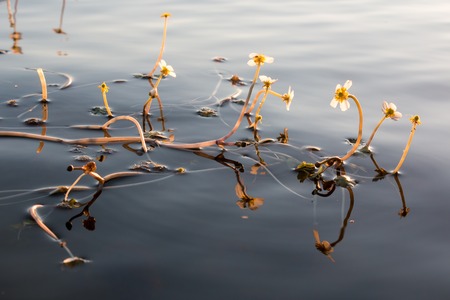 Flowers of aquatic plant Pond Water-crowfoot floating on water surfaceの写真素材