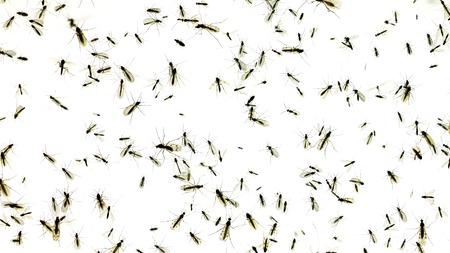 Composite photo of lots of mosquitos and fles on white background.の写真素材