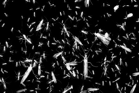 Negative style black and white composition photo of lots of insects with wings on black background.の写真素材