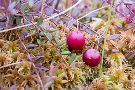 Red cranberries growing on moss at a bog in Finland.の写真素材