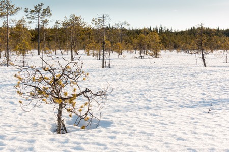 Small stunted pine trees growing on a snow covered Nordic bog on a sunny spring day.の写真素材