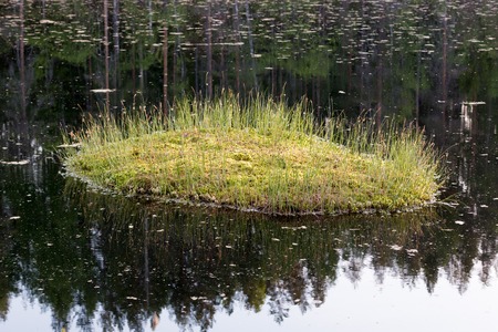 Peat island floating on the water surface of a small and calm Nordic forest lake.