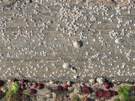 Seaside rock texture background with sea anemones, barnacles and algae. Shot at fjord shore in...