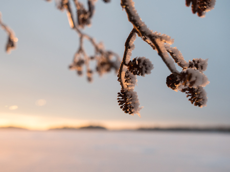 Alder cones with blurry winter landscape backgroundの写真素材