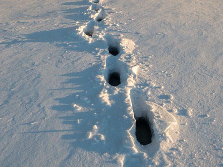 Wet footsteps in snow at frozen lakeの写真素材