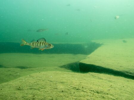 European perch swimming over cracked rocky bottomの写真素材