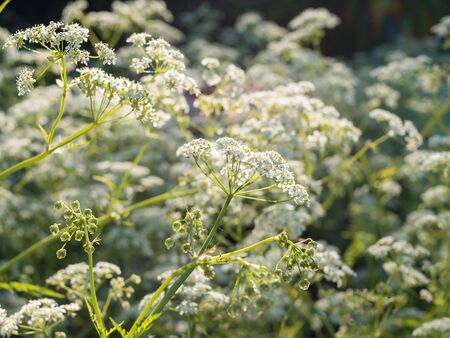 White Cow parsley flowers