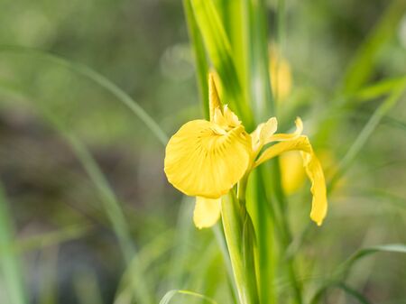 Yellow iris flower inflorescence