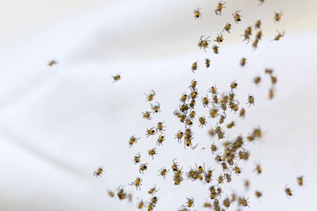 Baby spiders on white background