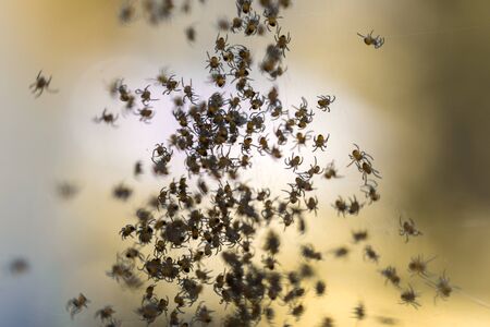Baby spiders