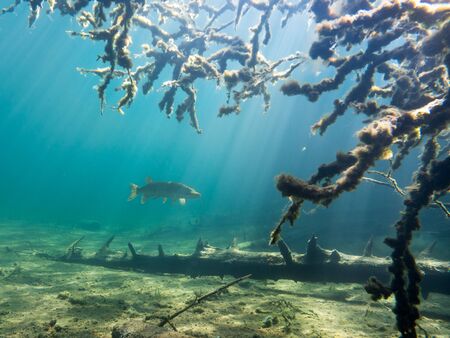 Pike in underwater scenery with sunraysの写真素材