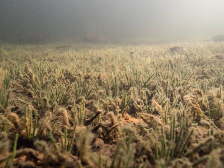 Dense lake quillwort vegetation on lake bottomの写真素材