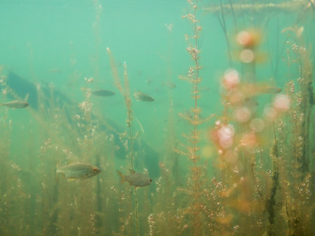 Small roach swimming by water-milfoil aquatic plantsの写真素材