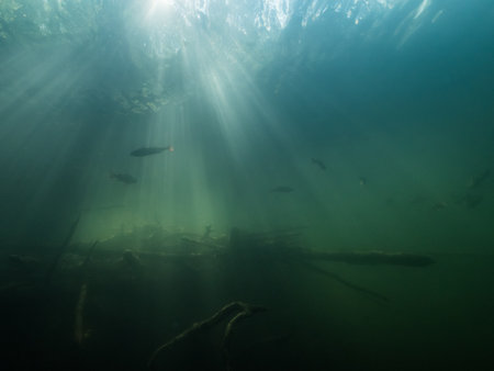 Group of perch swimming in forest lake