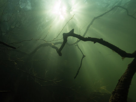 Submerged branch in lakeの写真素材