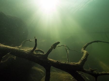 Curvy tree trunk underwater in forest lakeの写真素材