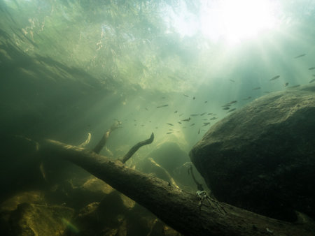 Small fish swimming in forest lake around sunken trees and stones.の写真素材