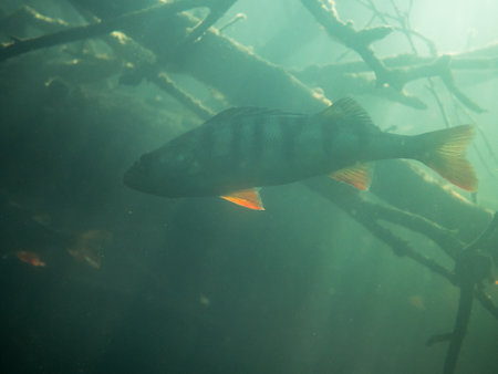 Big perch swimming in forest lake by sunken trees