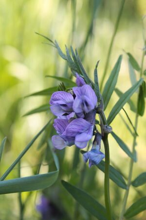 Blooming purple mouse peas in the meadow