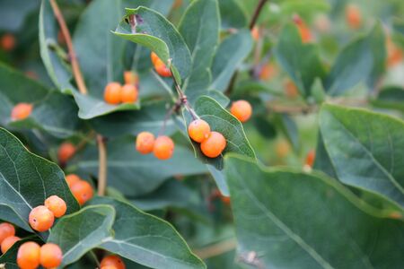 Orange berries green leaves in summerの写真素材
