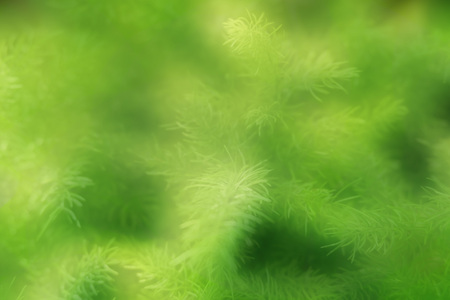 blur green boke on background.の写真素材