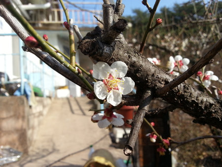 White flowers of ume tree in full bloom in early springの写真素材