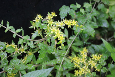 unnamed star-like flowers blooming in the field.の写真素材
