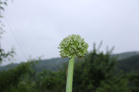 the flowers of green onions that bloomed after the rain stopped.の写真素材
