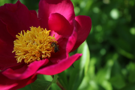 Red peony flower with bee on green background, close-upの写真素材