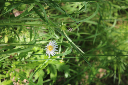 White daisy flower on a background of green grass in the gardenの写真素材