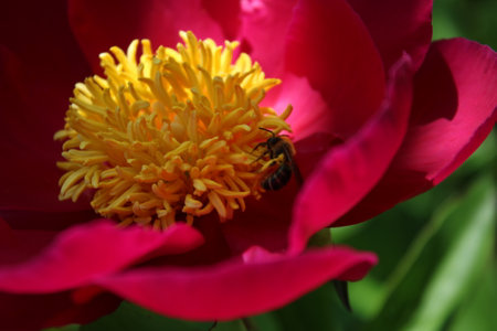 Bee on a red peony flower in the garden on a sunny dayの写真素材