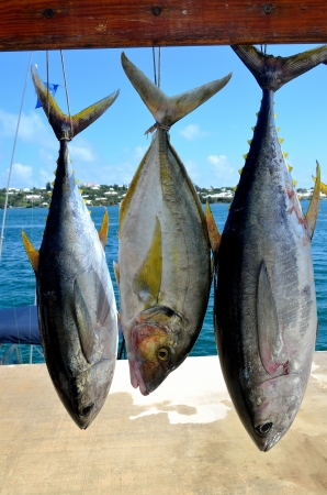 Yellow Fin Tuna  1 の写真素材