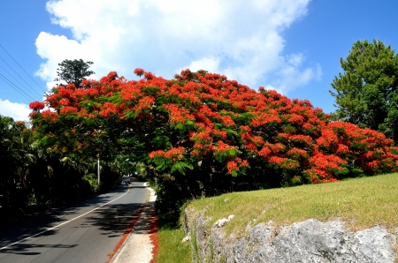 Royal Poinciana Treeの写真素材