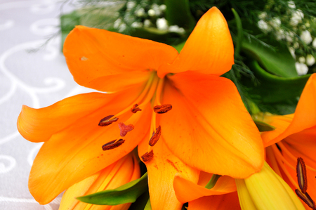 Colorful, orange, red, purple, green flowers are adopted as a wedding gift, Novi Sad, Serbiaの写真素材