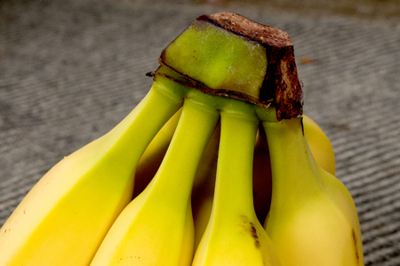 Fresh bananas covered by a blue blanket, Novi Sad, Serbiaの写真素材