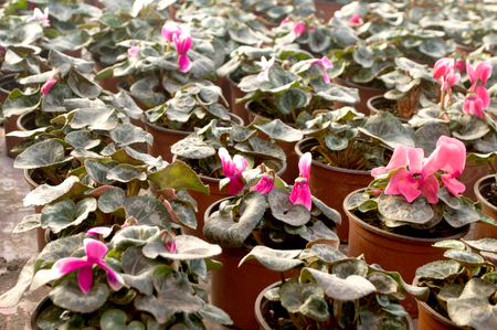 Pink flowers bloom in February, ready for the March 8 Women's Day in a sunny greenhouse in the village near Novi Sad, Serbiaの写真素材