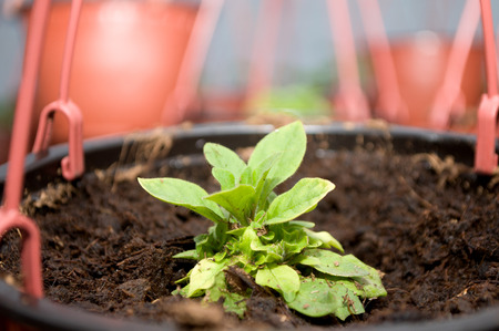 Several green Muscat, Latin name "Pelargonium" in the greenhouse in Serbiaの写真素材