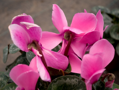Pink cyclamen, Latin name "sicilium" in the greenhouse in Serbiaの写真素材