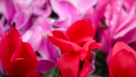 Pink cyclamen, Latin name "sicilium" in the greenhouse in Serbiaの写真素材