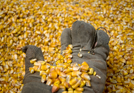 A man with an old glove holds a grain of corn in the backgroundの写真素材