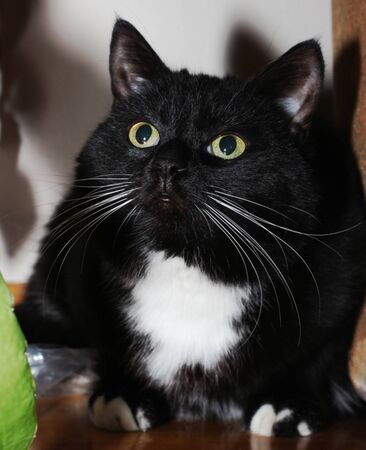 Black cat who looking upの写真素材