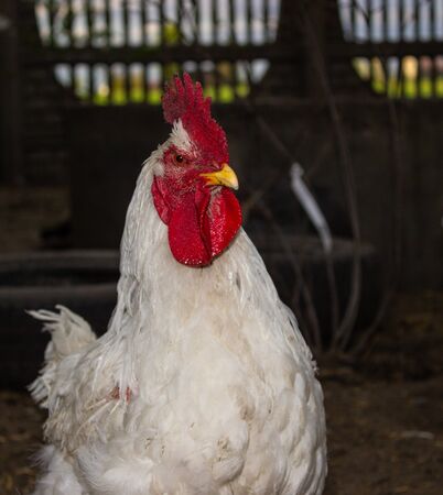 very angry white rooster look. In the countrysideの写真素材