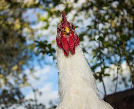 the angry rooster looks at the cameraの写真素材