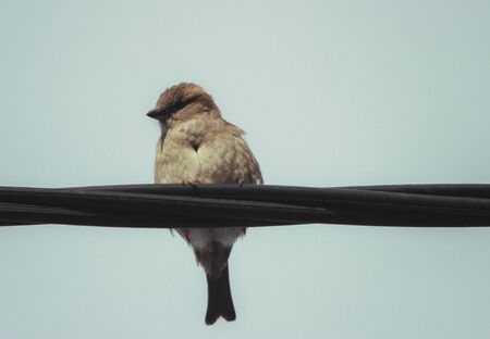 A small sparrow sits on an electric cable.の写真素材
